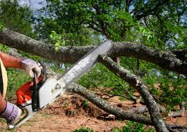 Best Firewood Processing and Delivery  in Hollymead, VA