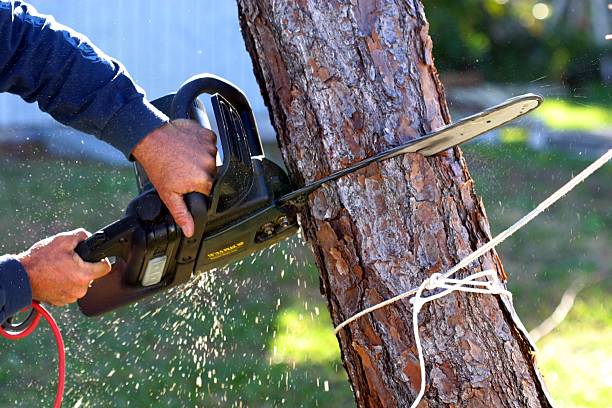 Best Tree Preservation Services  in Hollymead, VA