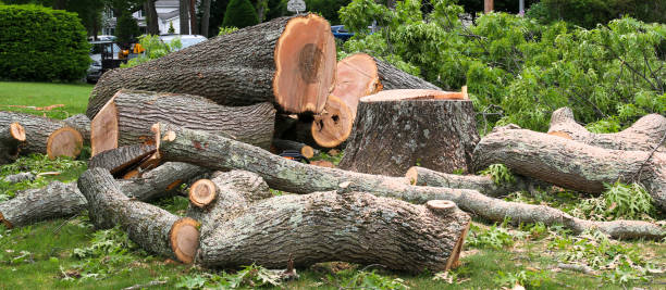 Best Tree Removal  in Hollymead, VA