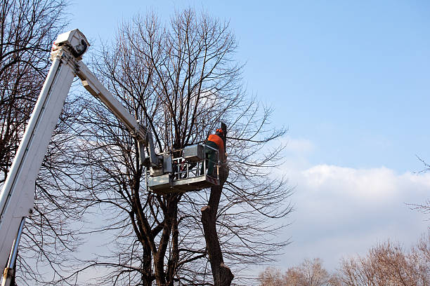 Best Utility Line Clearance  in Hollymead, VA